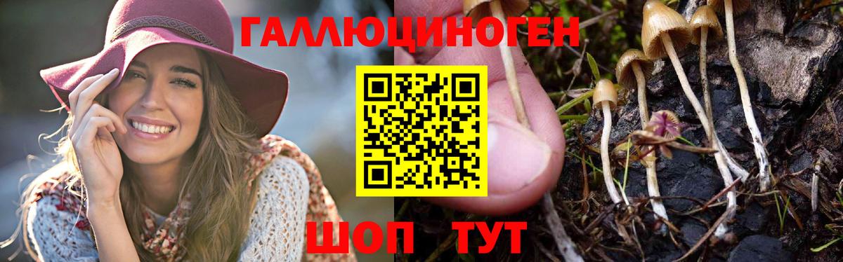 Псилоцибиновые грибы GOLDEN TEACHER  Галлюциногенные грибы Psilocybine cubensis  закладка  Углич  Вход с VPN 